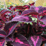 Sony Nex-5 Test 03
