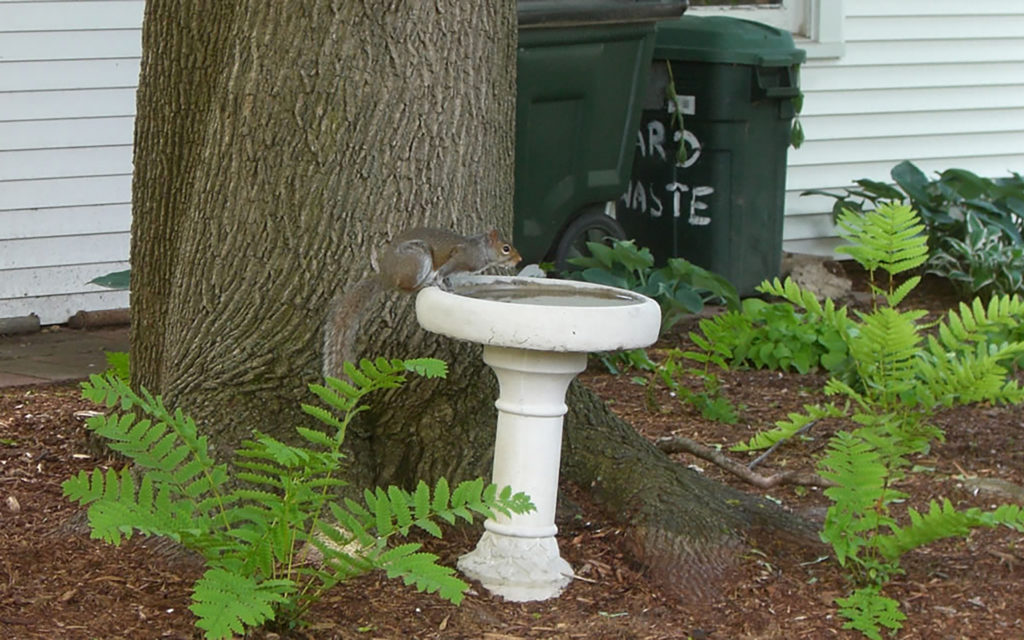 Eichhörnchen gibt es in Milwaukee reichlich.