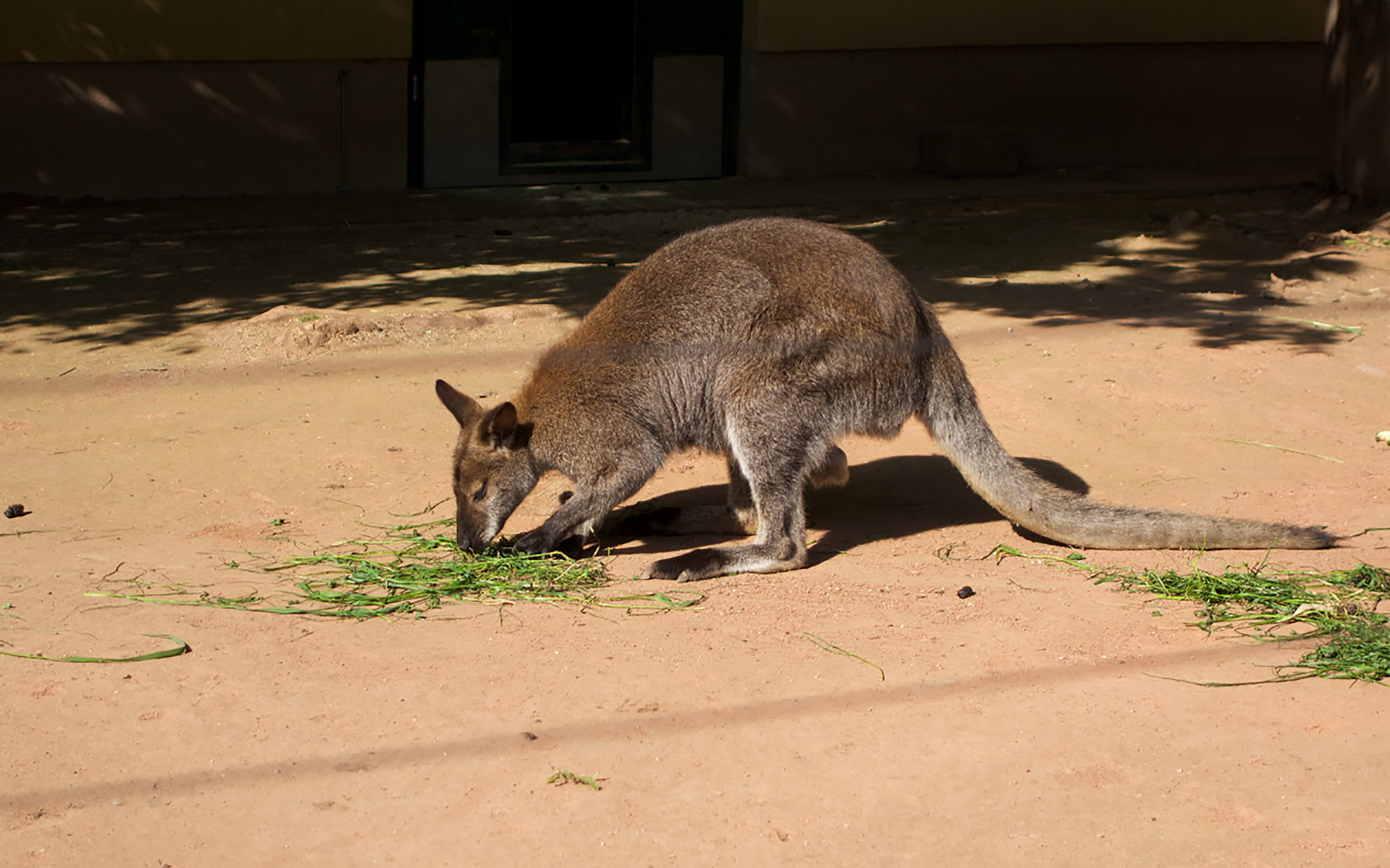 Ein Känguru im Tiergarten Schönbrunn.