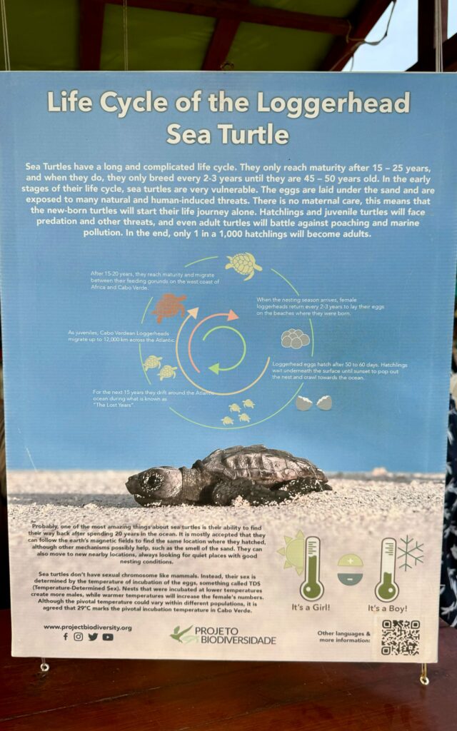 Project Biodiversity: Station für die Unechte Karettschildkröte.