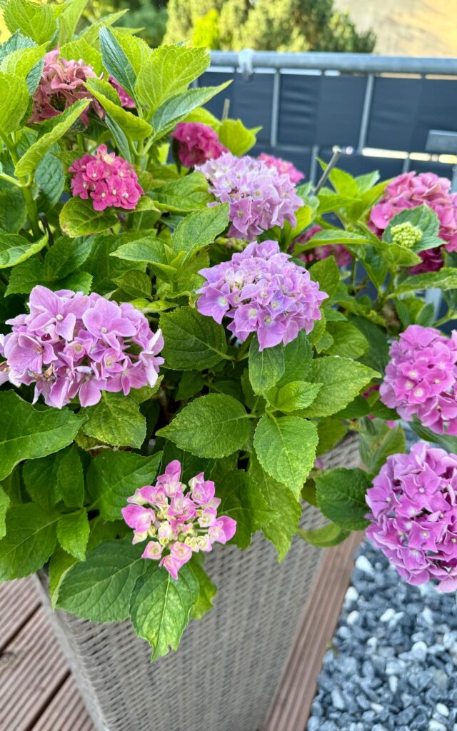 Testbild ISO 64, 24 mm, f/1,78, 1/170