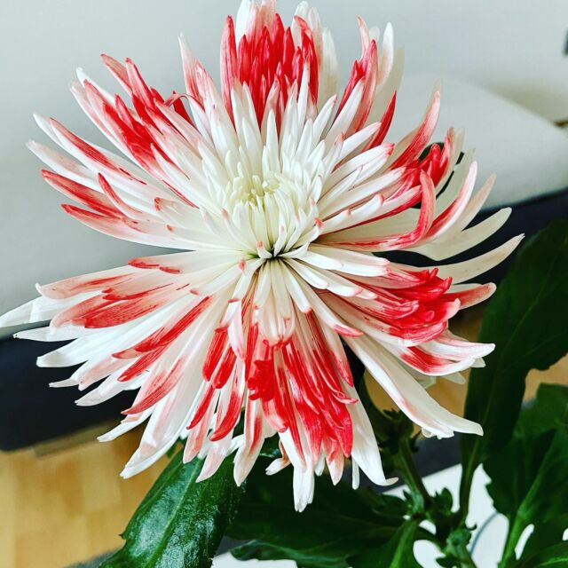 🌺🥰 #Blume #Flowers #flowerstagram