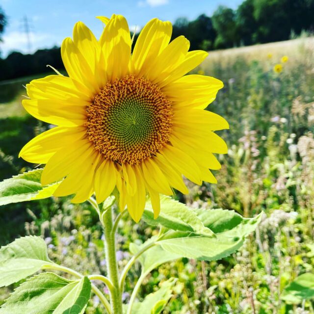 🌻😍 #Sonnenblume #OsnabrückerLand #Natur #Sonnenschein