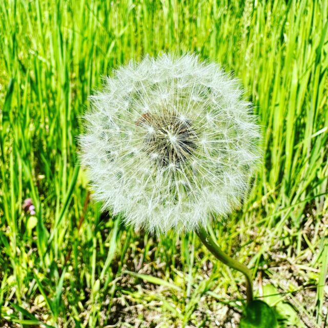 Hello Spring. 👋🏼☀️🌾😃 #Spaziergang #Frühling #OsnabrückerLand #Natur #spring