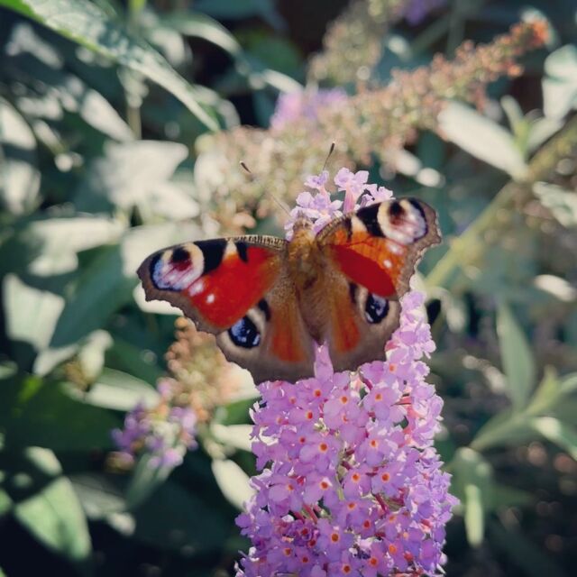 Butterflies 🦋😍 #Schmetterling #ZuhauseImGarten #Natur #butterflies #nature