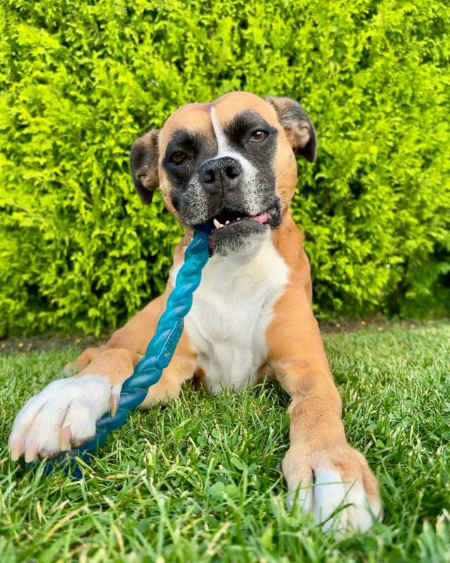Kira 🐶 #Boxer #Hund #dog #boxersofinstagram #dogsofinstagram